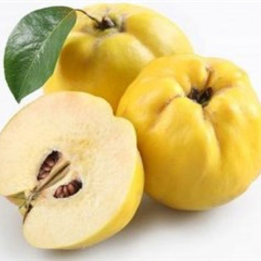FRESH AYVA Quince 1 piece
